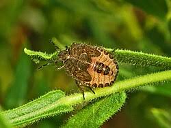 Attēlu rezultāti vaicājumam “Dolycoris baccarum”