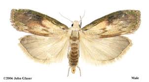 Attēlu rezultāti vaicājumam “Aphomia sociella female”