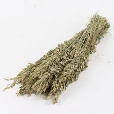 Attēlu rezultāti vaicājumam “Bromus secalinus”