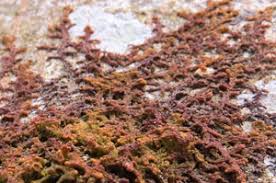 Attēlu rezultāti vaicājumam “Ptilidium pulcherrimum sporophyte”