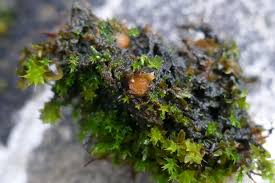 Attēlu rezultāti vaicājumam “Lamprospora tortulae-ruralis”