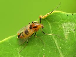 Attēlu rezultāti vaicājumam “Cricotopus”