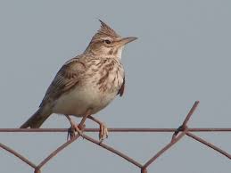 Attēlu rezultāti vaicājumam “Galerida cristata”