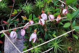 Attēlu rezultāti vaicājumam “Oxycoccus flower”