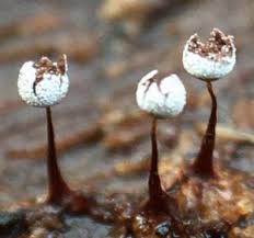 Attēlu rezultāti vaicājumam “Physarum sulphureum macro”