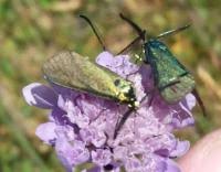 Attēlu rezultāti vaicājumam “Adscita statices”