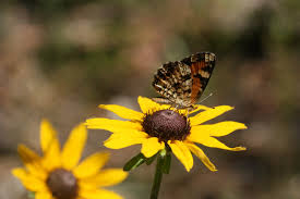 Attēlu rezultāti vaicājumam “Rudbeckia hirta var. hirta flower”