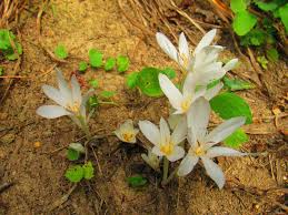 Attēlu rezultāti vaicājumam “Colchicum szovitsii subsp. szovitsii flower”
