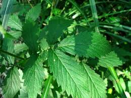 Attēlu rezultāti vaicājumam “Agrimonia pilosa bud”