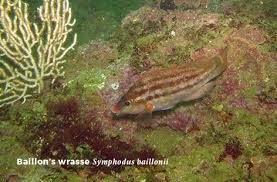 Image result for Symphodus bailloni