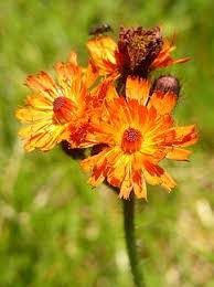 Image result for Hieracium aurantiacum