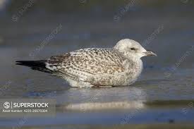 Attēlu rezultāti vaicājumam “Larus argentatus”