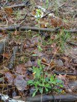 Attēlu rezultāti vaicājumam “Cardaminopsis arenosa fruit”