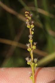 Attēlu rezultāti vaicājumam “Triglochin palustre”