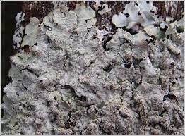 Attēlu rezultāti vaicājumam “Punctelia subrudecta”