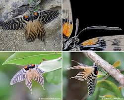 Attēlu rezultāti vaicājumam “Zygaenidae”