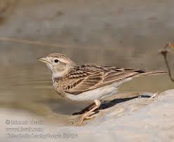 Image result for Calandrella brachydactyla