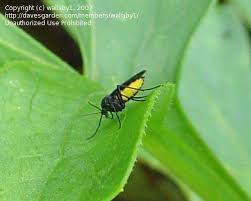 Attēlu rezultāti vaicājumam “Sciara analis”