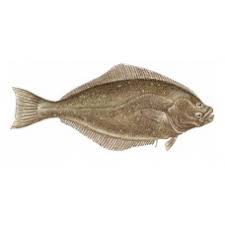 Image result for Liopsetta glacialis