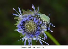 Attēlu rezultāti vaicājumam “Hoplia parvula”