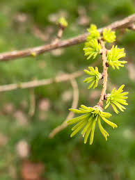 Attēlu rezultāti vaicājumam “Larix kaempferi female flower”