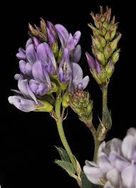 Attēlu rezultāti vaicājumam “Medicago sativa subsp. sativa”