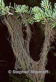 Attēlu rezultāti vaicājumam “Bryoria capillaris”