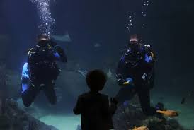 Image result for Plymouth Aquanauts