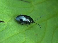 Attēlu rezultāti vaicājumam “Amara sp.”