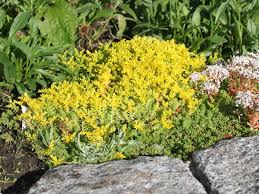 Image result for Mauerpfeffer