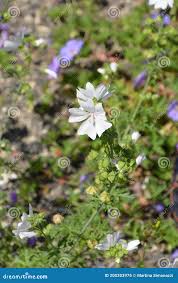 Attēlu rezultāti vaicājumam “Malva moschata alba”