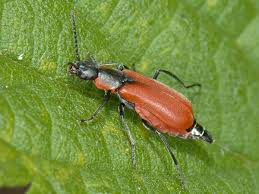 Attēlu rezultāti vaicājumam “Anthocomus fasciatus”