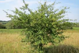 Attēlu rezultāti vaicājumam “Crataegus monogyna subsp. nordica”