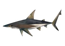 Image result for Carcharhinus brachyurus