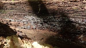 Attēlu rezultāti vaicājumam “Cribraria cancellata stalked”