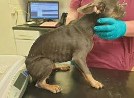 Image result for Banbury Bulldogs