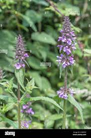 Attēlu rezultāti vaicājumam “Stachys palustris leaf”