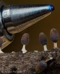 Attēlu rezultāti vaicājumam “Diachea leucopodia young”