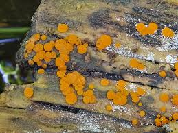 Attēlu rezultāti vaicājumam “Miladina lecithina”