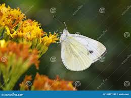 Attēlu rezultāti vaicājumam “Pieris napi underside”