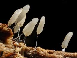 Attēlu rezultāti vaicājumam “Stemonitopsis typhina spores”