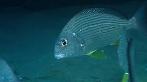 Image result for Rhabdosargus holubi