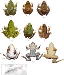Attēlu rezultāti vaicājumam “Pelophylax”