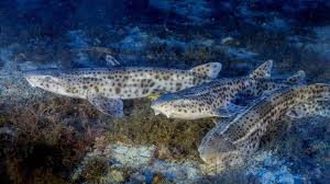 Image result for Scyliorhinus stellaris