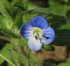 Attēlu rezultāti vaicājumam “Veronica persica flower”