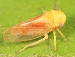 Attēlu rezultāti vaicājumam “Oncopsis sp.”