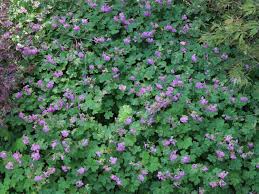 Image result for Storchschnäbel