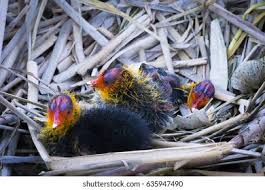 Attēlu rezultāti vaicājumam “Fulica atra eggs”