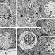 Attēlu rezultāti vaicājumam “Badhamiopsis macrospora”