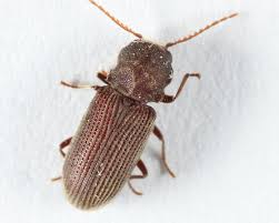 Attēlu rezultāti vaicājumam “Priobium carpini”